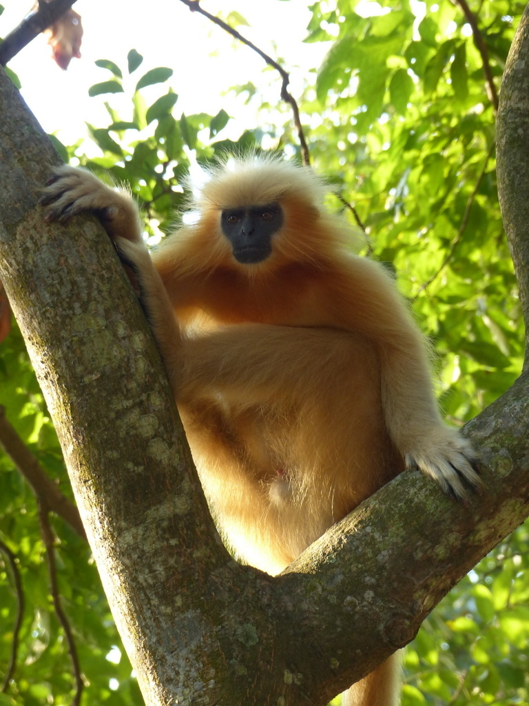 Gee's Golden Langur