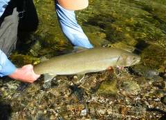 Salvelinus confluentus