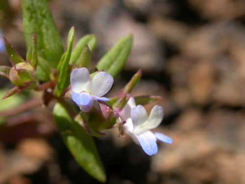 small-flowered blue-eyed mary