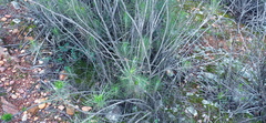 Euryops tenuissimus