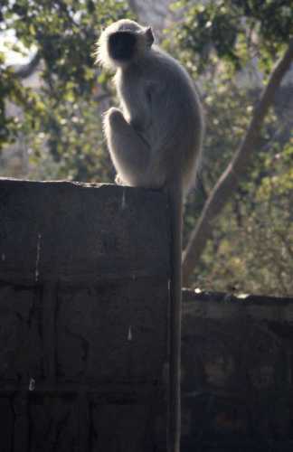 Semnopithecus entellus