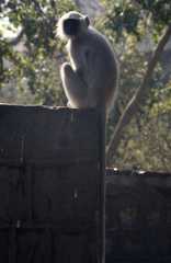 Semnopithecus entellus