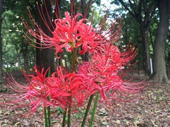 Lycoris radiata