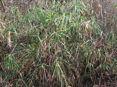 Cyperus hermaphroditus