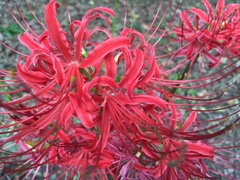 Lycoris radiata