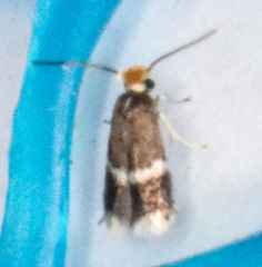 Ectoedemia similella