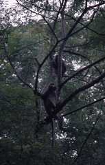 Trachypithecus obscurus