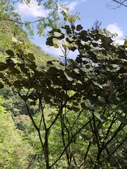 Sinopanax formosanus