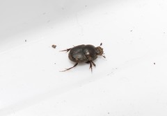 Euonthophagus atramentarius