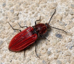Anostirus purpureus