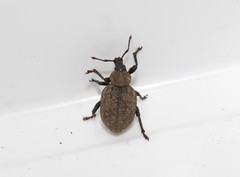 Otiorhynchus bicostatus