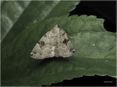 Sinarella nigrisigna