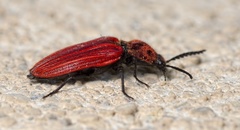 Anostirus purpureus