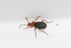 Brachinus crepitans