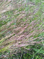 Agrostis hyemalis