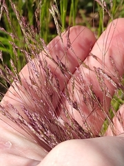 Agrostis hyemalis