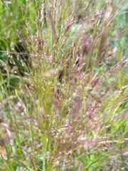 Agrostis hyemalis