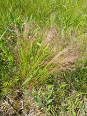 Agrostis hyemalis