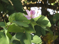 Bauhinia variegata