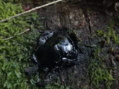 Camarops