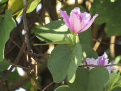 Bauhinia variegata