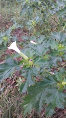 Datura stramonium
