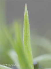 Polytrichum longisetum