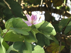 Bauhinia variegata