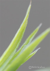 Polytrichum longisetum