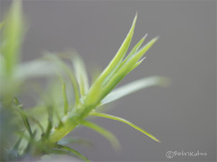 Polytrichum longisetum