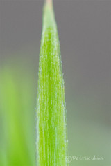 Polytrichum longisetum