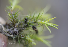 Polytrichum longisetum