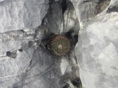 Mammillaria melanocentra melanocentra