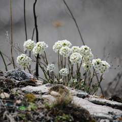 Schivereckia podolica