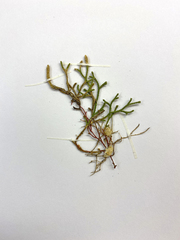 Selaginella sanguinolenta