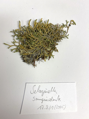 Selaginella sanguinolenta