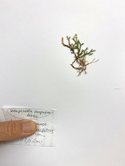 Selaginella sanguinolenta