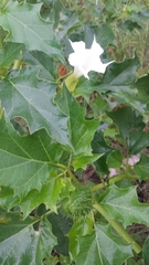 Datura stramonium