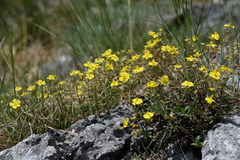 Helianthemum oelandicum