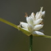 Carex baldensis - Photo (c) Giovanni Perico, some rights reserved (CC BY-NC), uploaded by Giovanni Perico