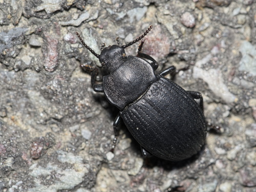 Dendarus coarcticollis (Mulsant, 1854)