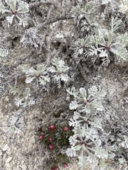 Artemisia hololeuca