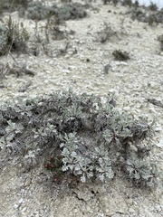 Artemisia hololeuca