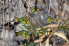 Euphorbia variabilis