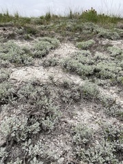 Artemisia hololeuca