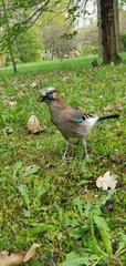 Garrulus glandarius