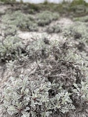 Artemisia hololeuca