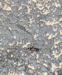 Camponotus novaeboracensis