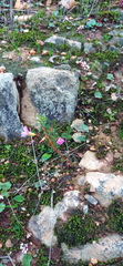 Oxalis confertifolia