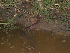 Amphiuma tridactylum